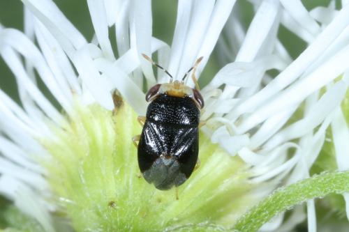 Réf. 305 807 : Geocoris erythrocephalus